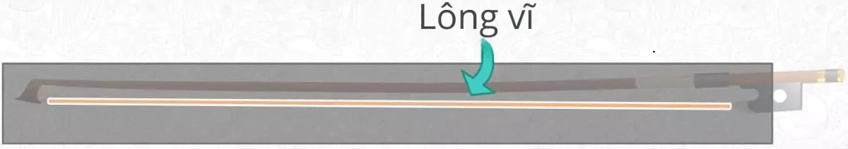 long vi