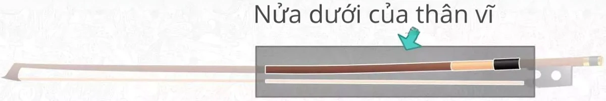 nua duoi cua than vi