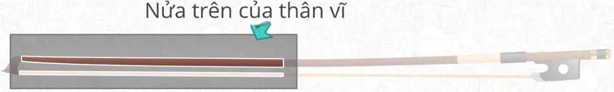 nua tren cua than vi