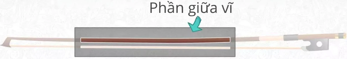 phan giua vi