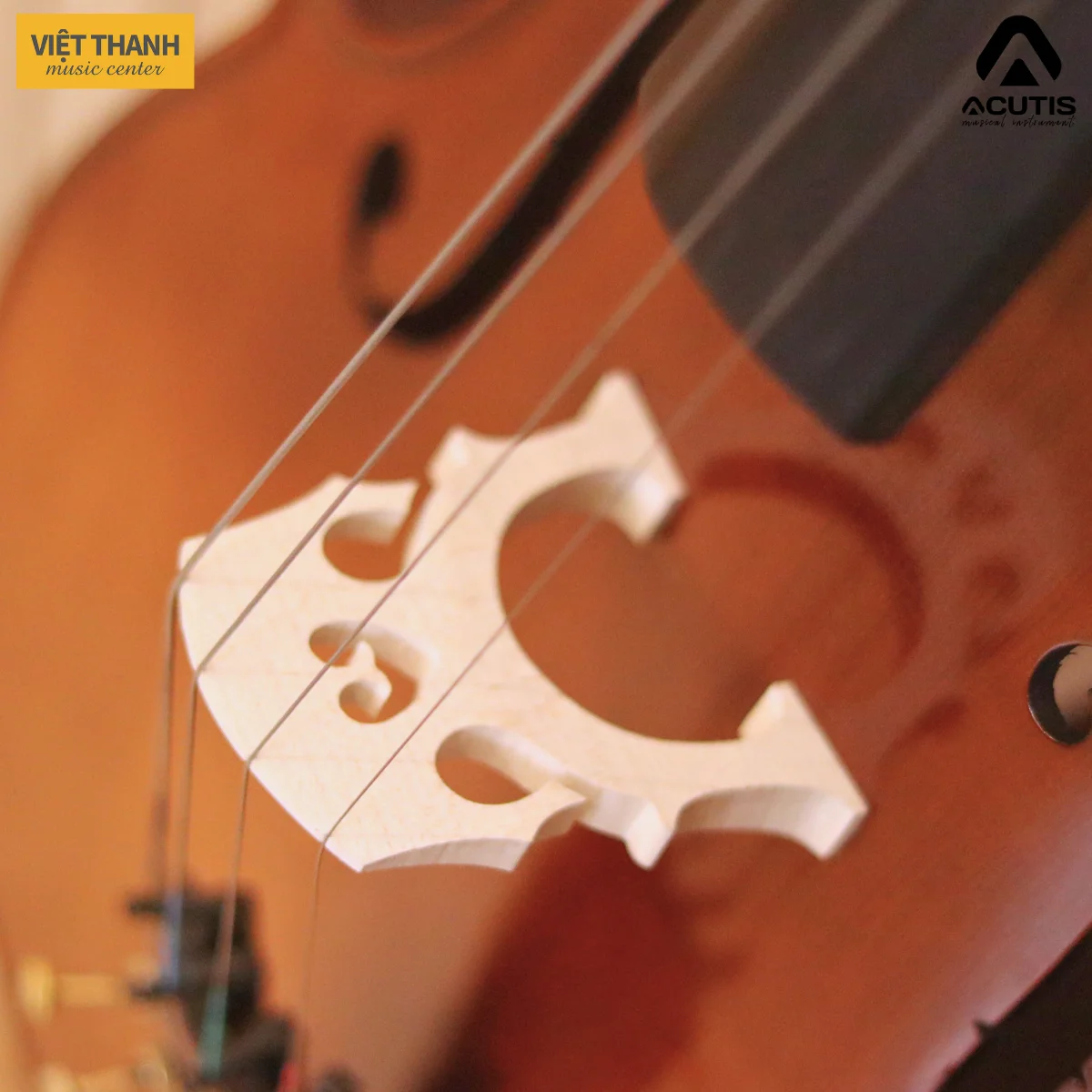ngua dan cello acutis acs70