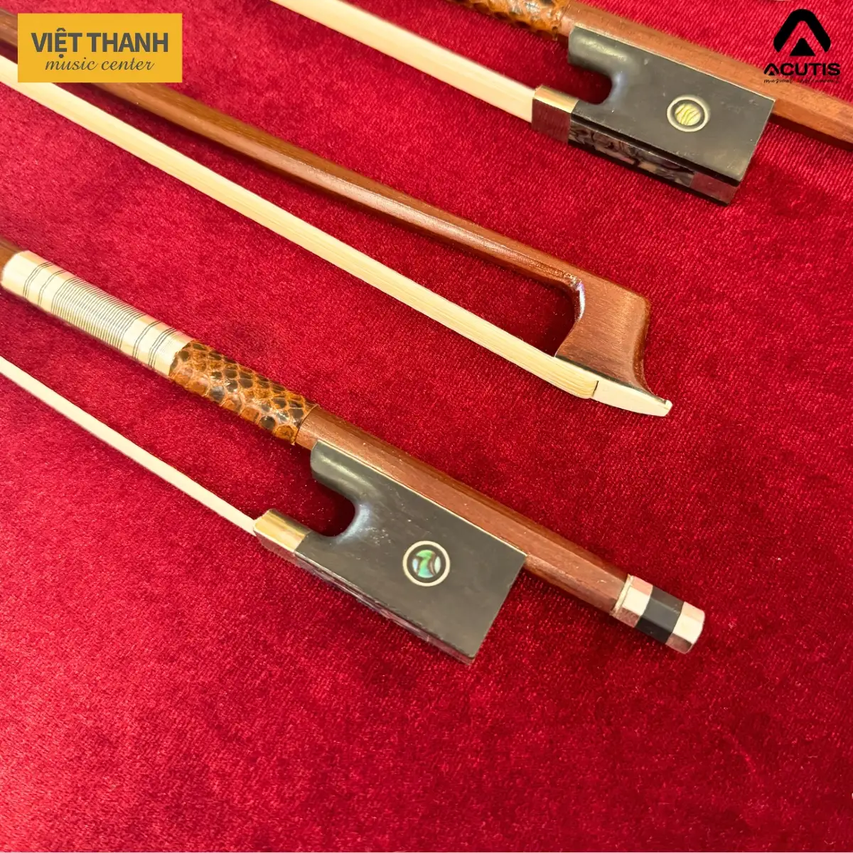 cay vi violin acutis abl50 viet thanh